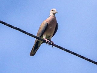  - Philippine Collared-Dove