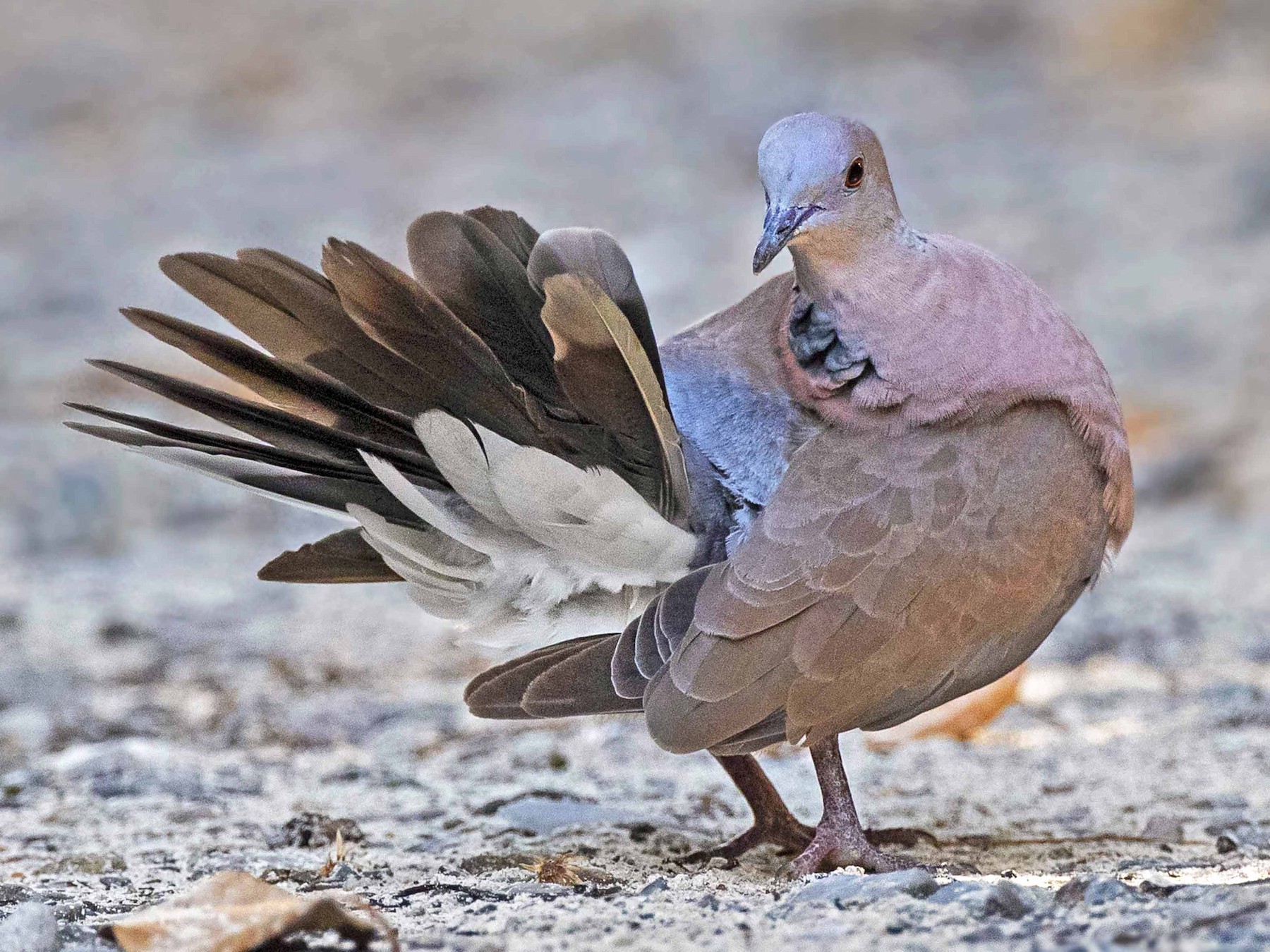 Philippine CollaredDove eBird