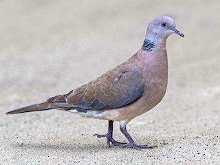  - Philippine Collared-Dove