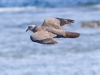  - Philippine Collared-Dove
