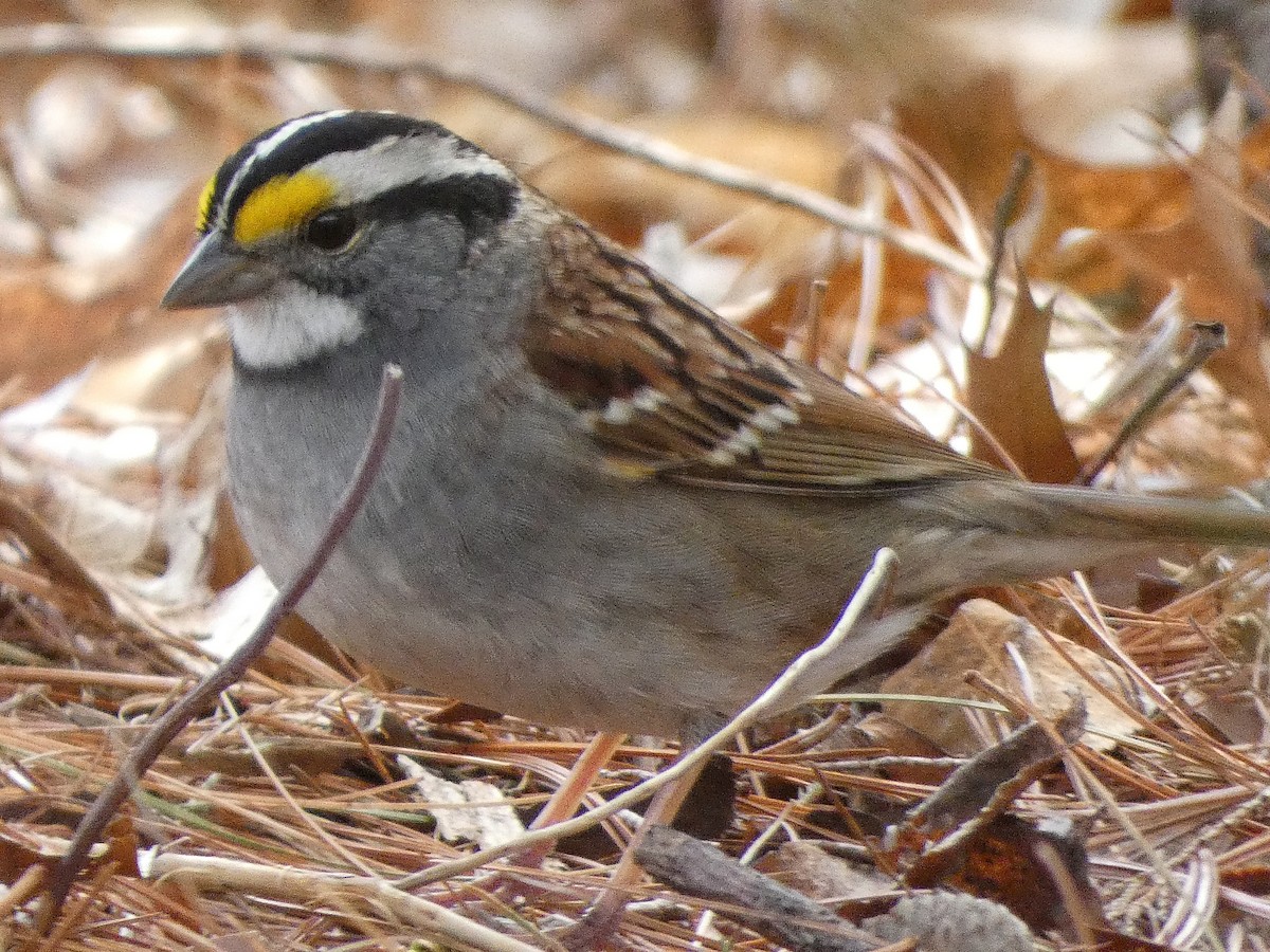 White-throated Sparrow - ML332248411