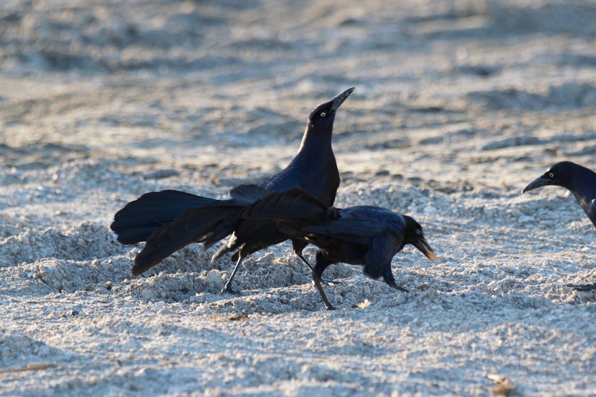 Great-tailed Grackle - ML332261991