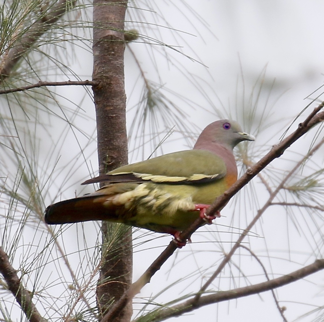 Pink-necked Green-Pigeon - Mark  Hogarth