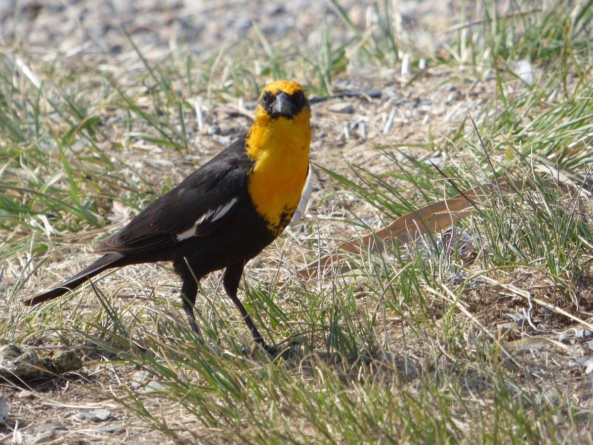 Yellow-headed Blackbird - Devin McDonald