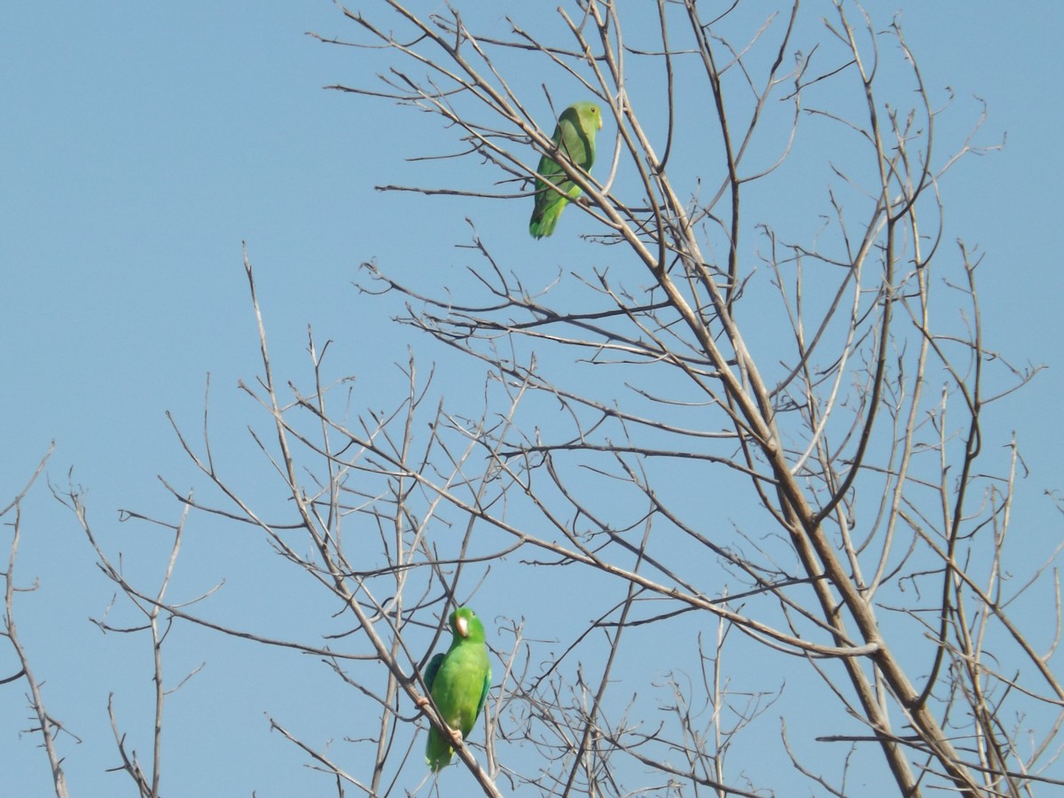 Green-rumped Parrotlet - Luis Loyo