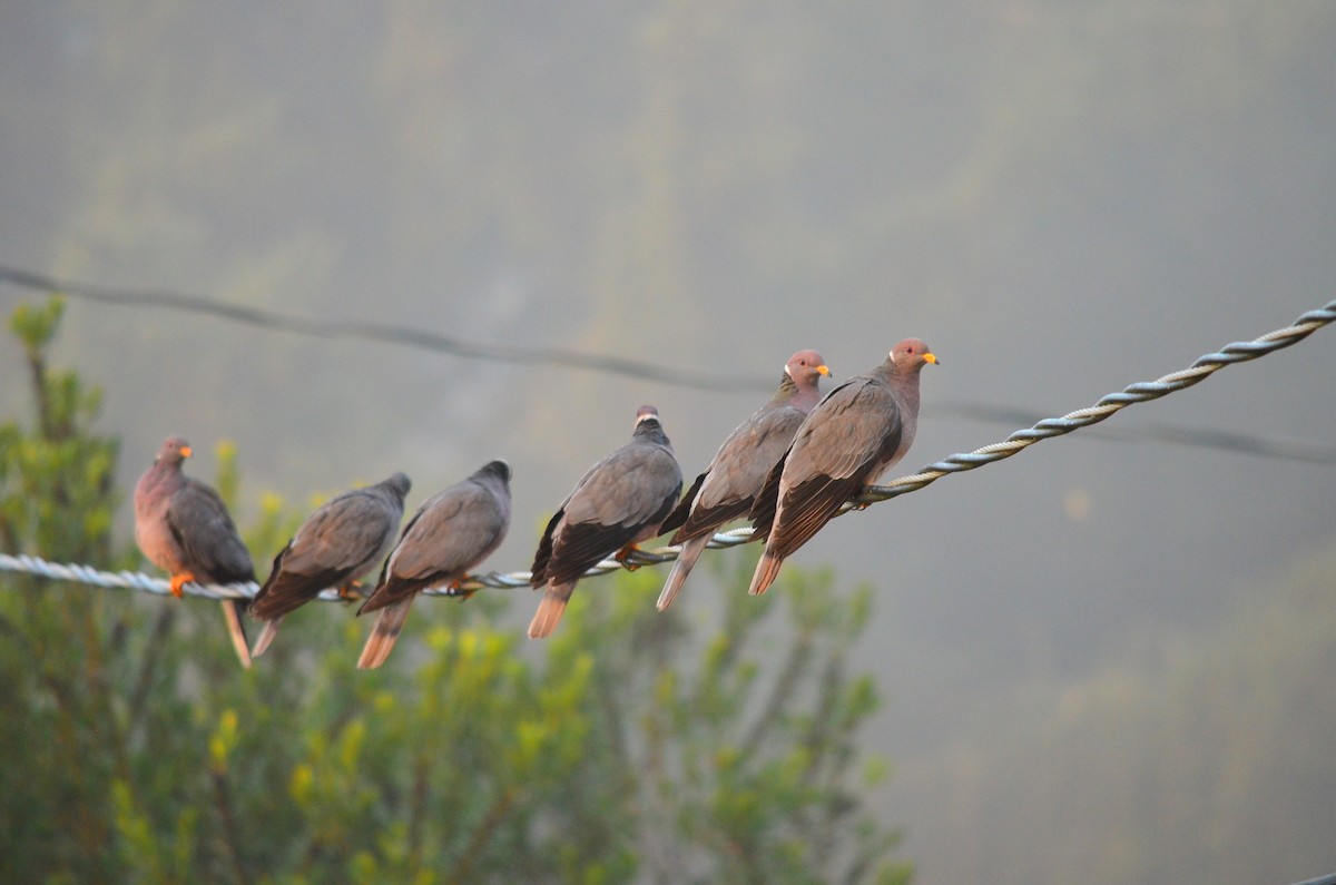 Band-tailed Pigeon - Team Sidhu-White