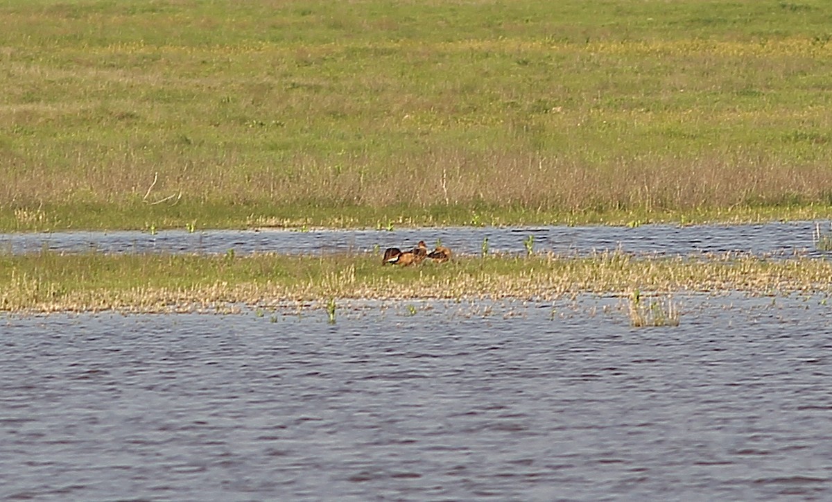 Fulvous Whistling-Duck - ML332276411