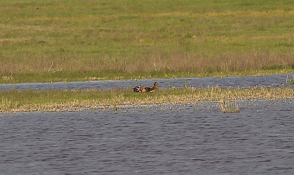 Fulvous Whistling-Duck - ML332276421