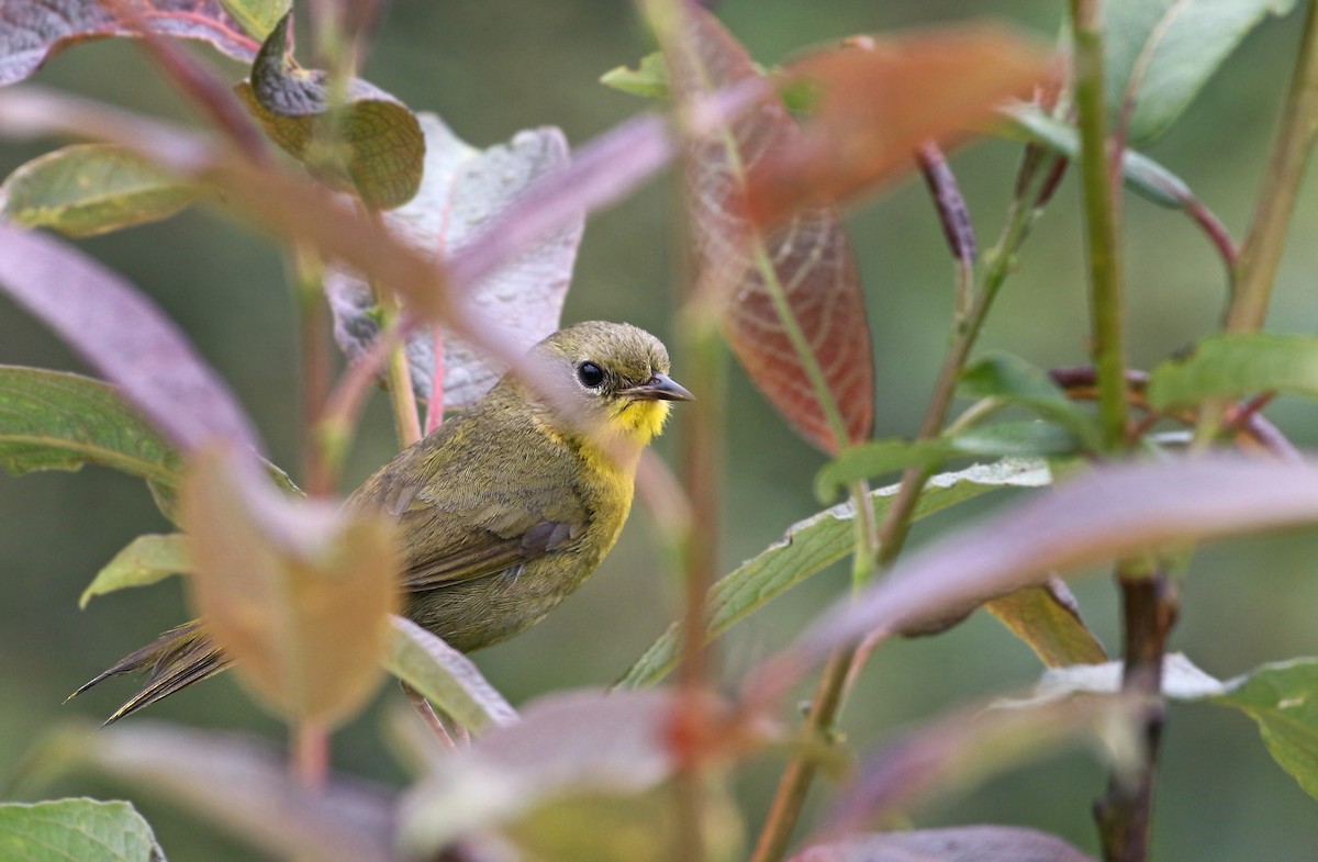 Hooded Yellowthroat - Andrew Spencer