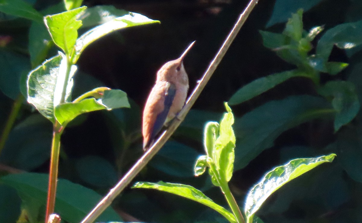 Rufous Hummingbird - Petra Clayton