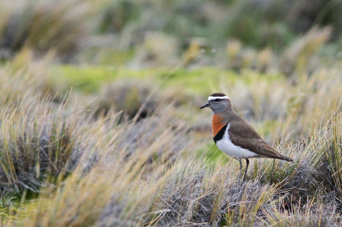 Rufous-chested Dotterel - ML33228741
