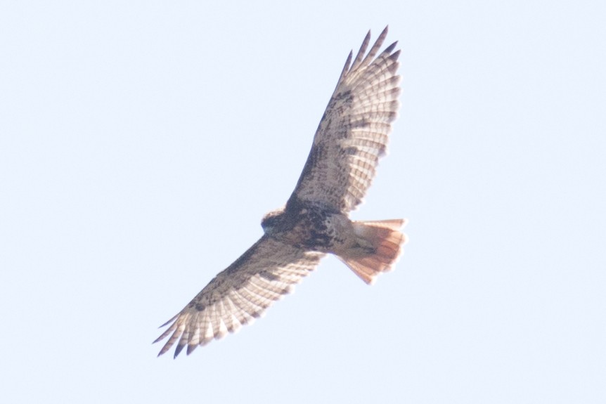 Red-tailed Hawk (abieticola) - ML33229191