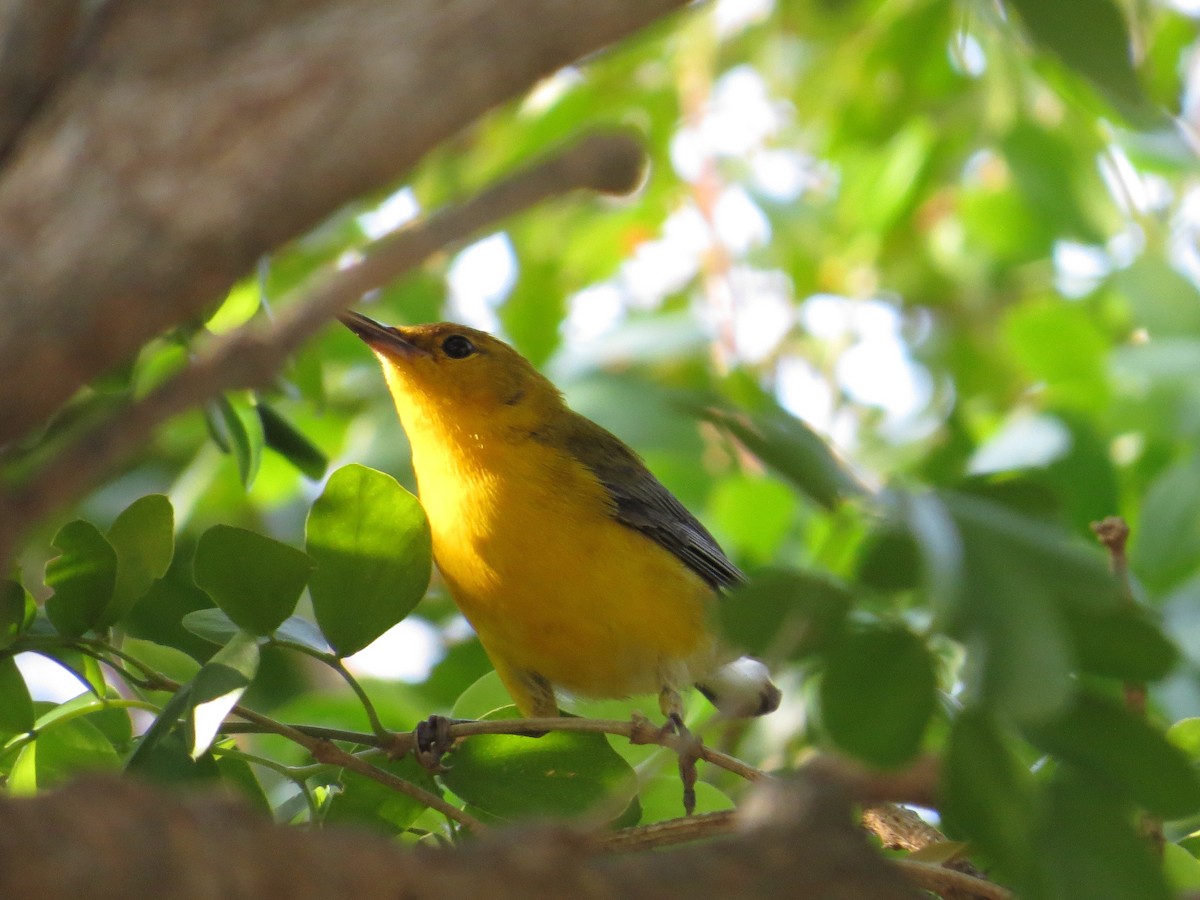 Prothonotary Warbler - ML332291941