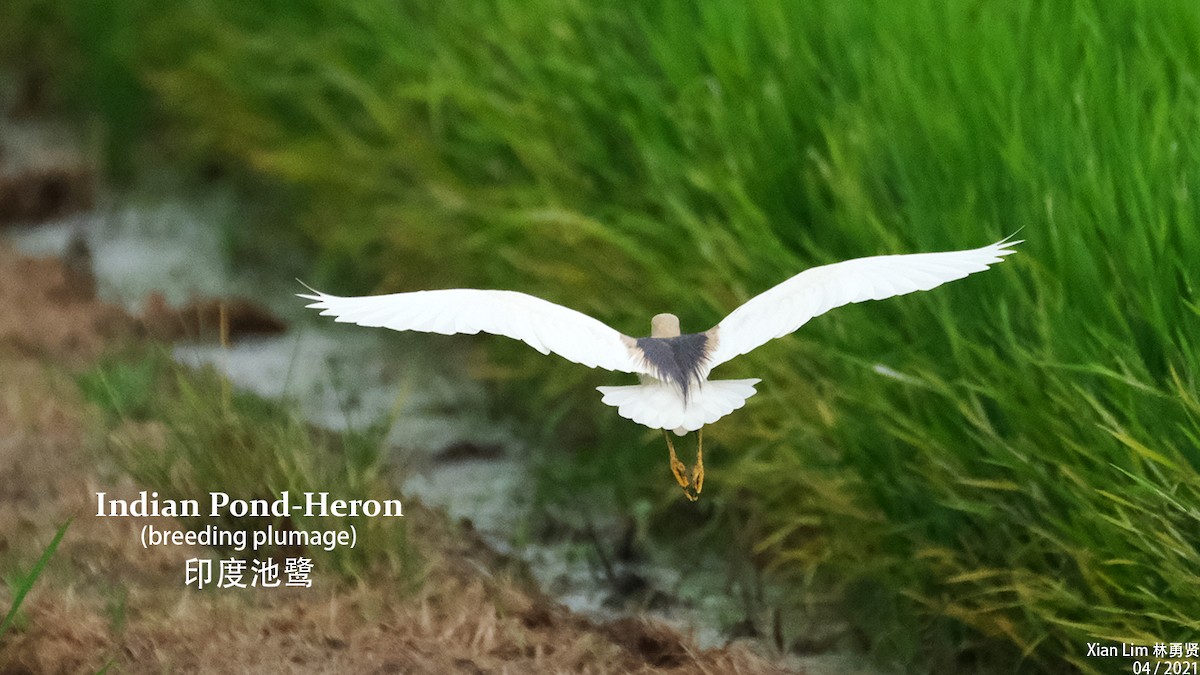 Indian Pond-Heron - ML332314671