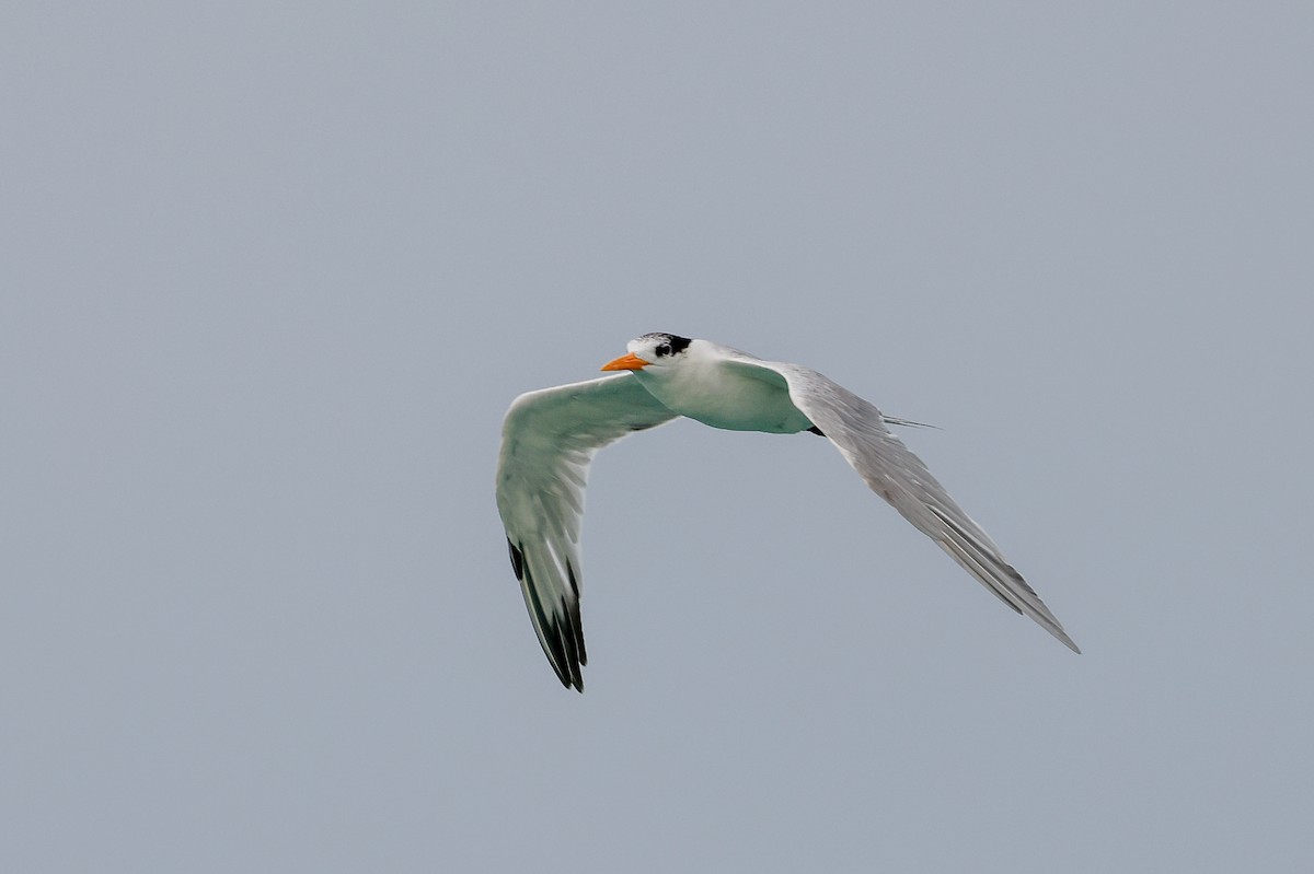 Lesser Crested Tern - ML332319521