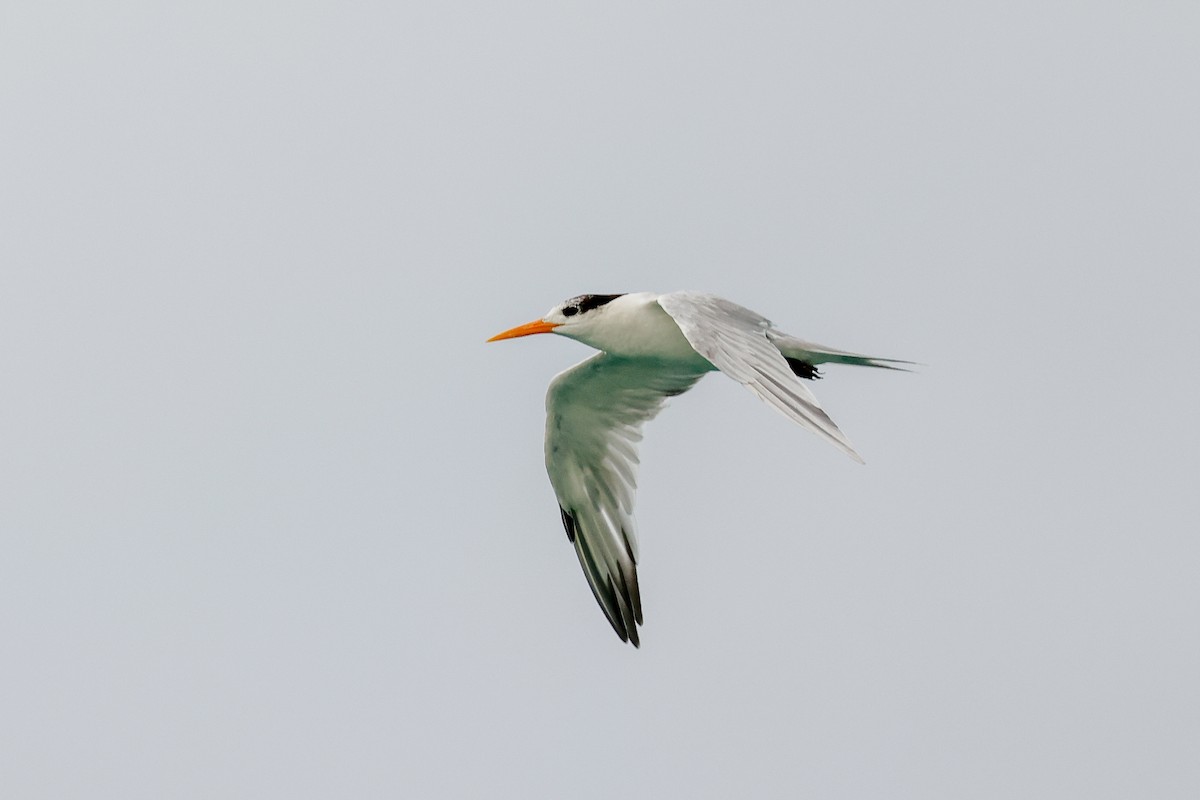 Lesser Crested Tern - ML332319531