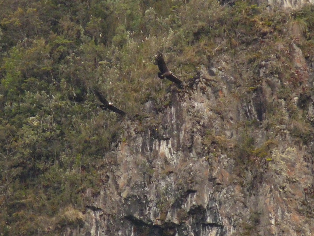 Andean Condor - ML33231991