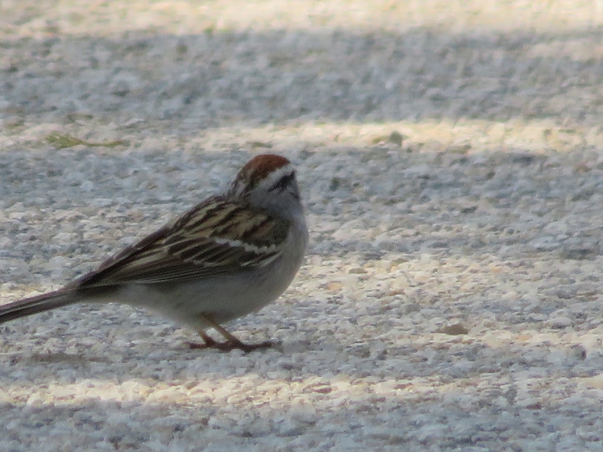 Chipping Sparrow - ML332320001