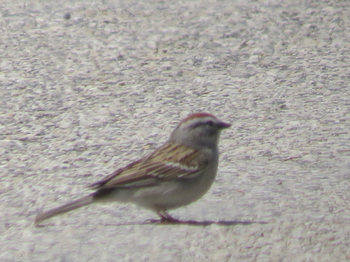 Chipping Sparrow - ML332320011