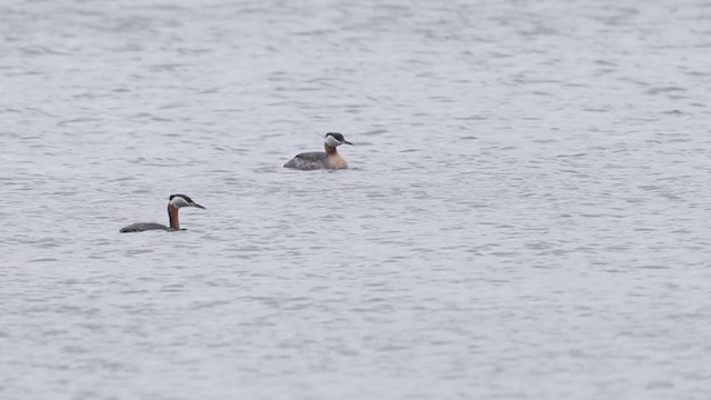 Red-necked Grebe - ML332320621