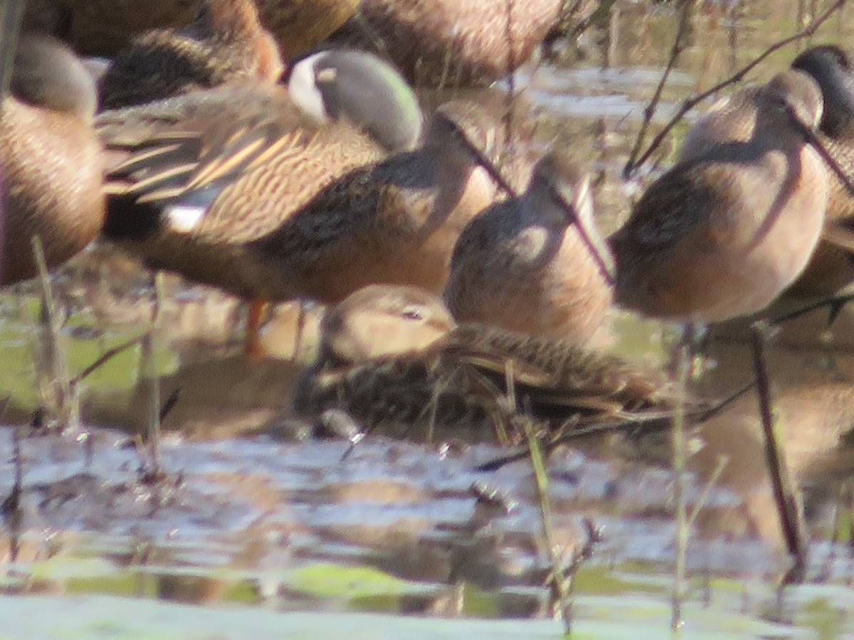 Long-billed Dowitcher - ML332320741