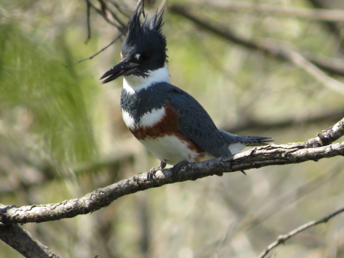Belted Kingfisher - ML332320961