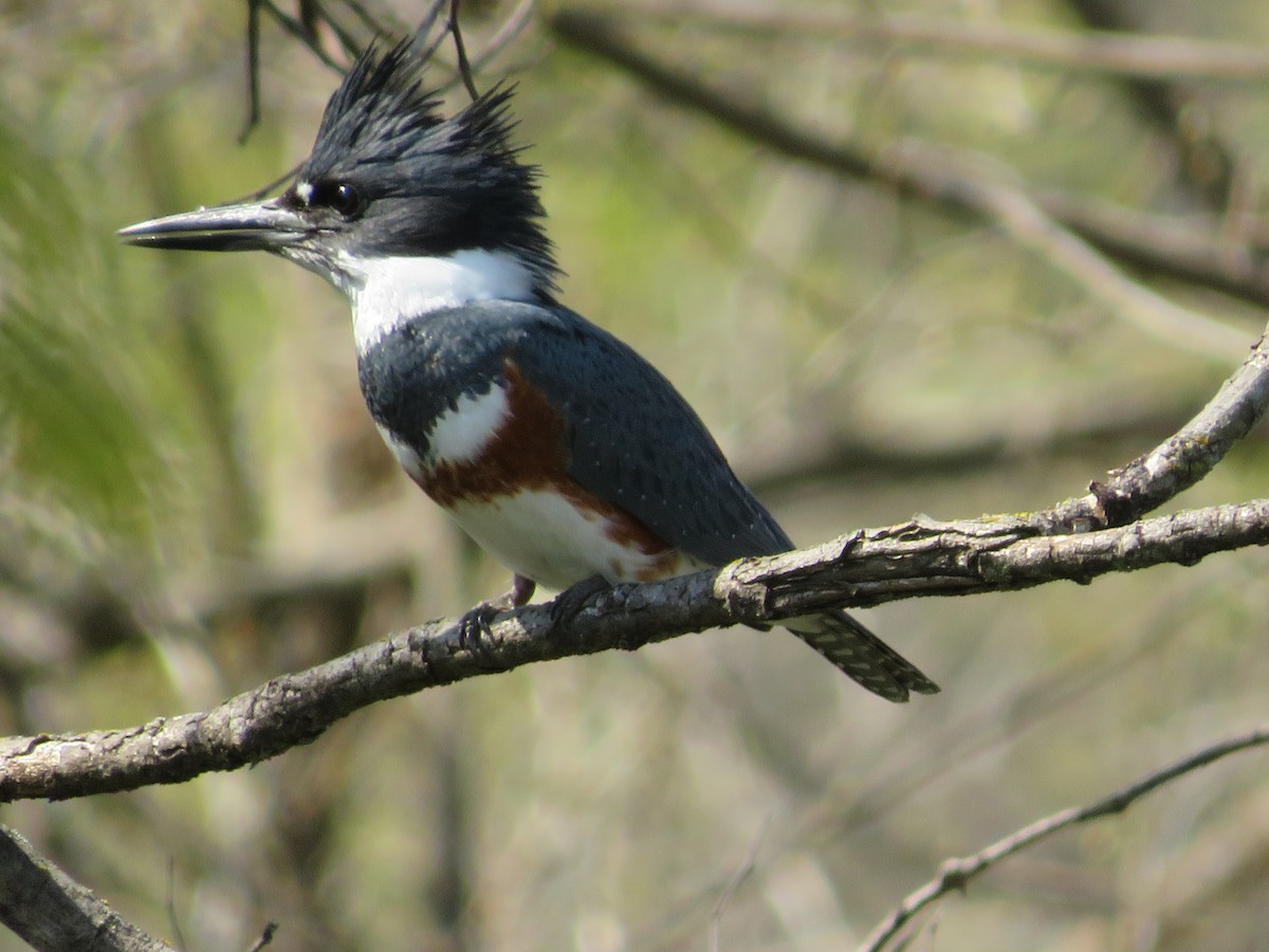 Belted Kingfisher - ML332320991