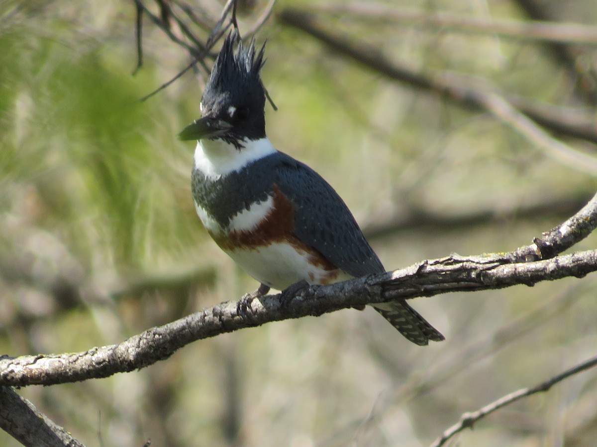 Belted Kingfisher - ML332321011
