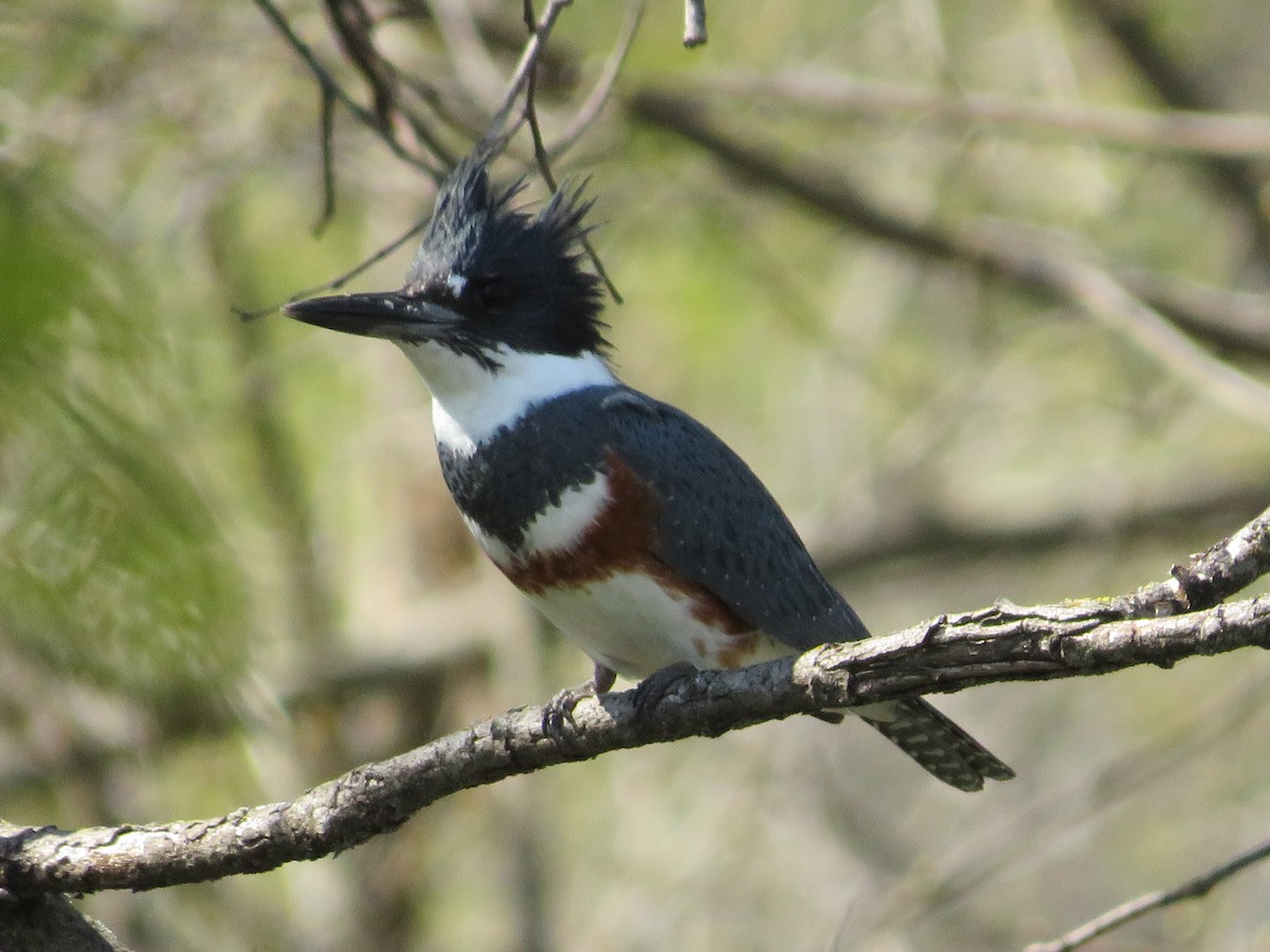 Belted Kingfisher - ML332321021