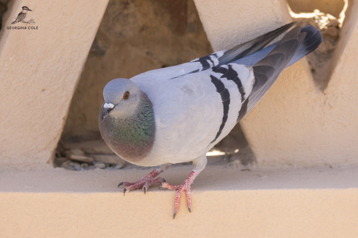 Pigeon biset - ML332323281