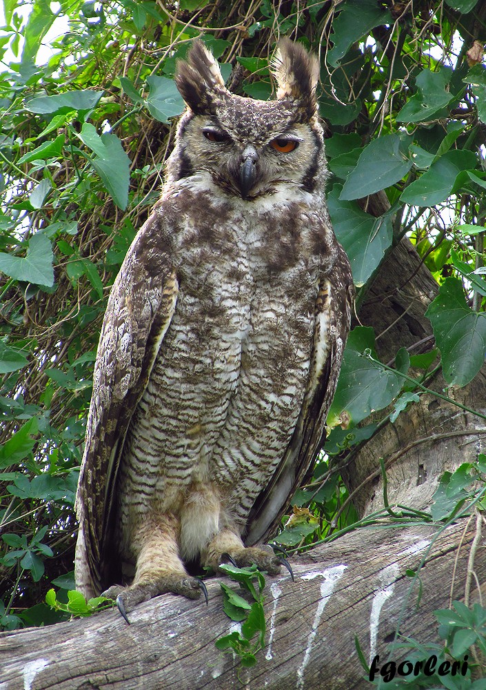 Great Horned Owl - Fabricio C. Gorleri