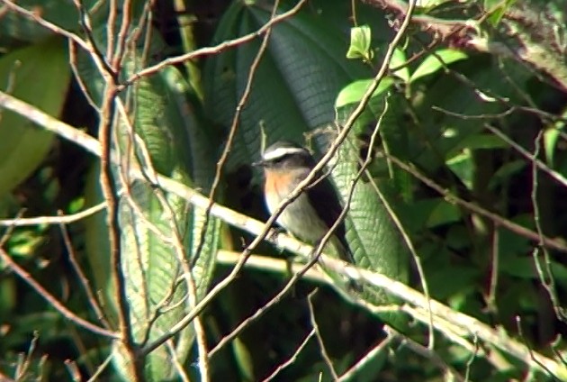 Rufous-breasted Chat-Tyrant - ML332327011