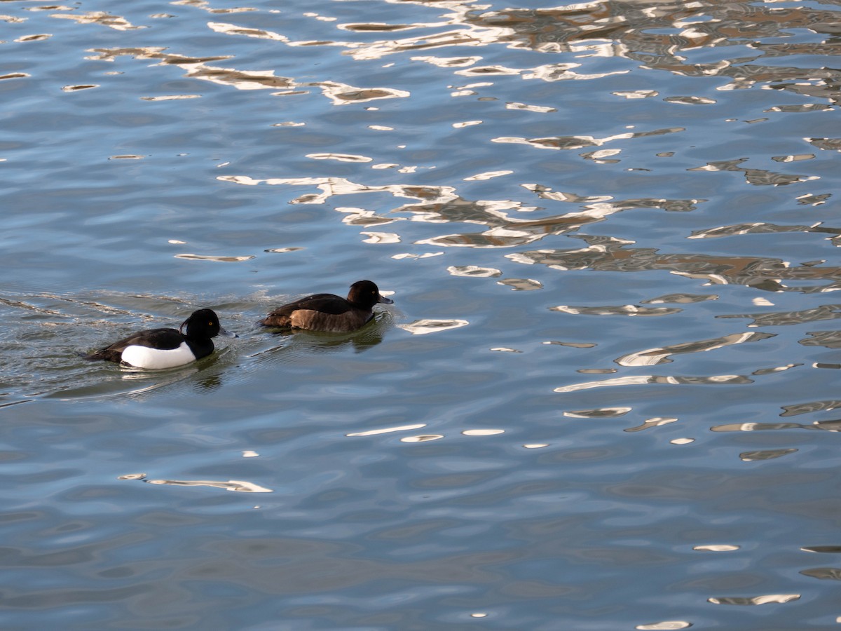 Tufted Duck - ML332327161