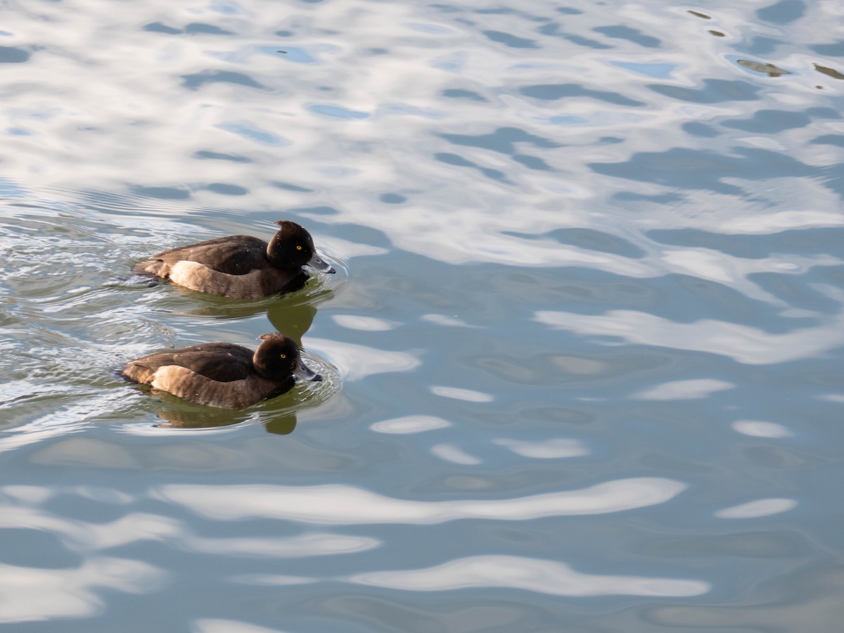 Tufted Duck - ML332327171