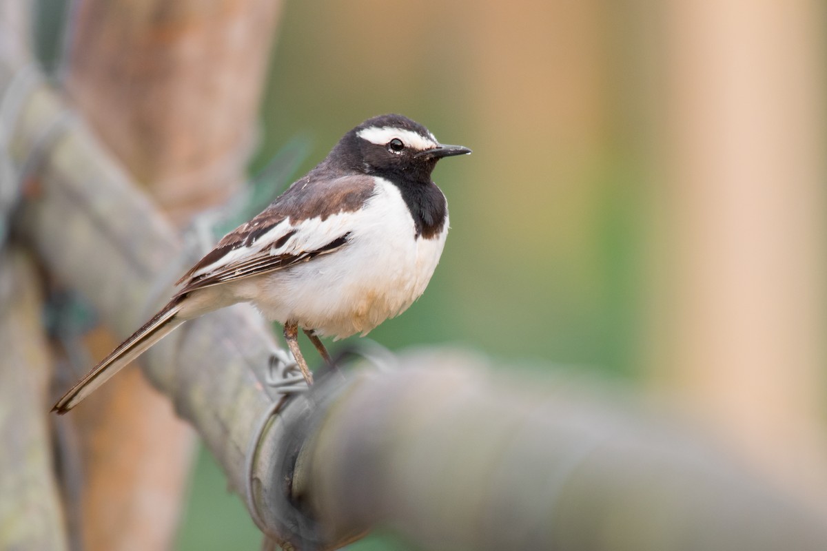 White-browed Wagtail - ML332327331