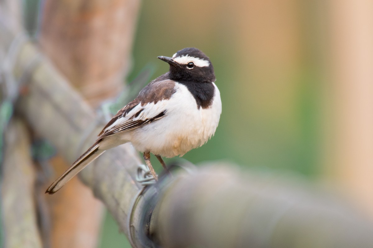 White-browed Wagtail - ML332327361