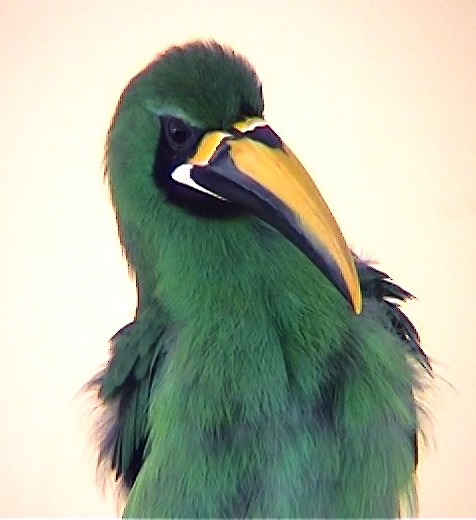 Southern Emerald-Toucanet (Black-throated) - ML332328541