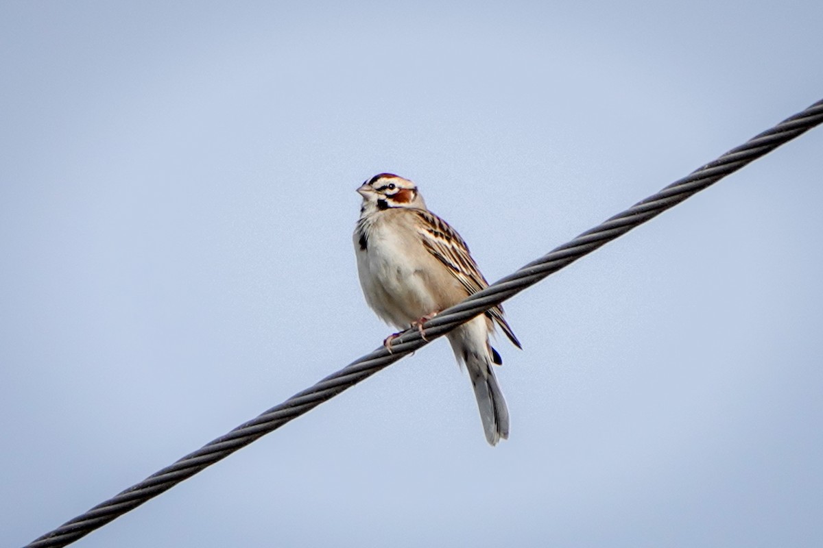 Lark Sparrow - Gretchen Locy