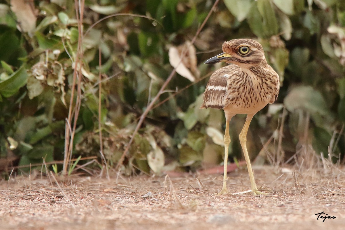 Indian Thick-knee - ML332331621
