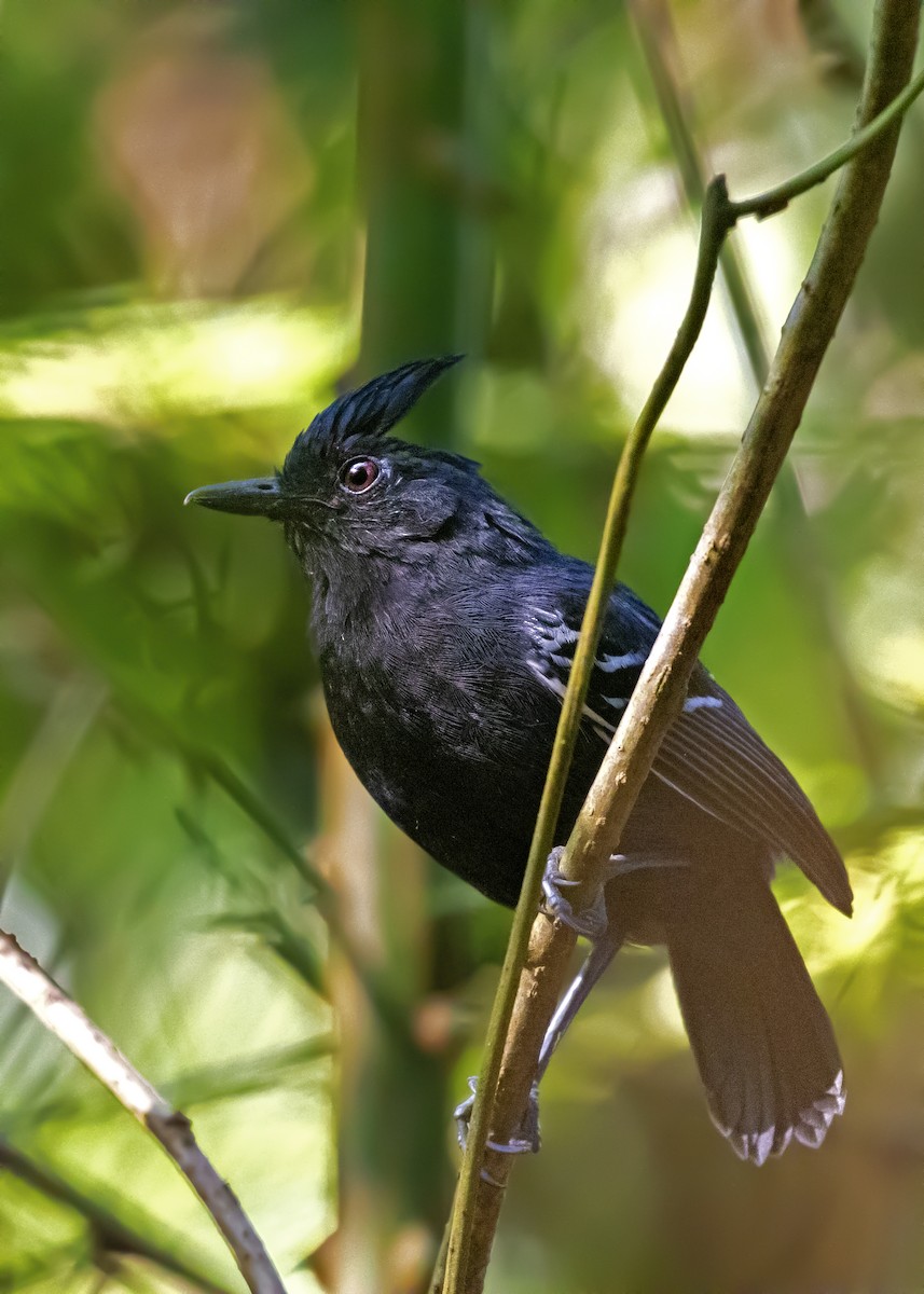 White-lined Antbird - ML332333521