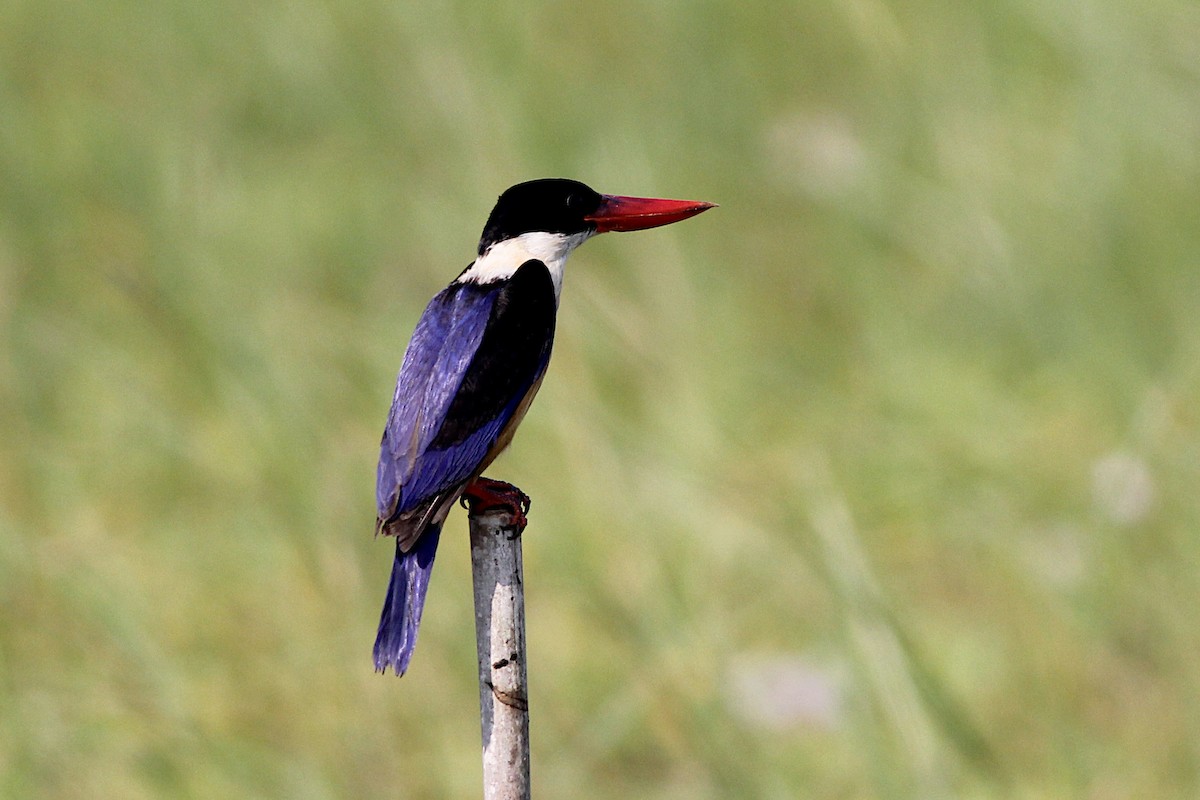 Black-capped Kingfisher - Chris Chafer