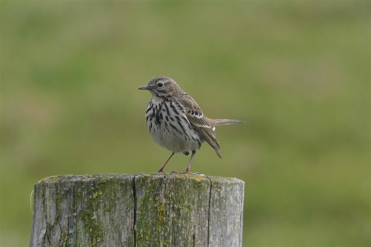 Meadow Pipit - ML332337481