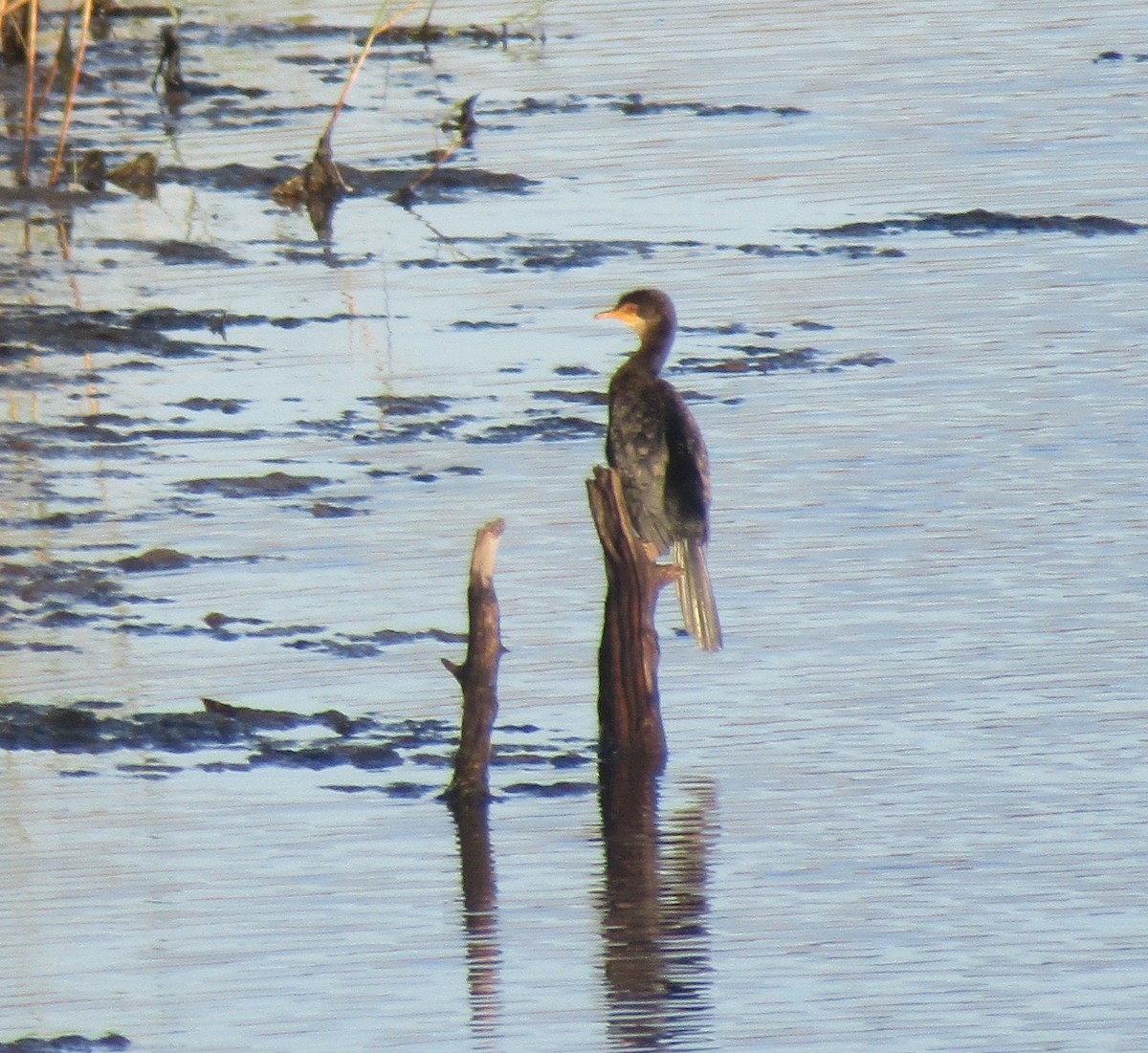 Long-tailed Cormorant - ML332342011