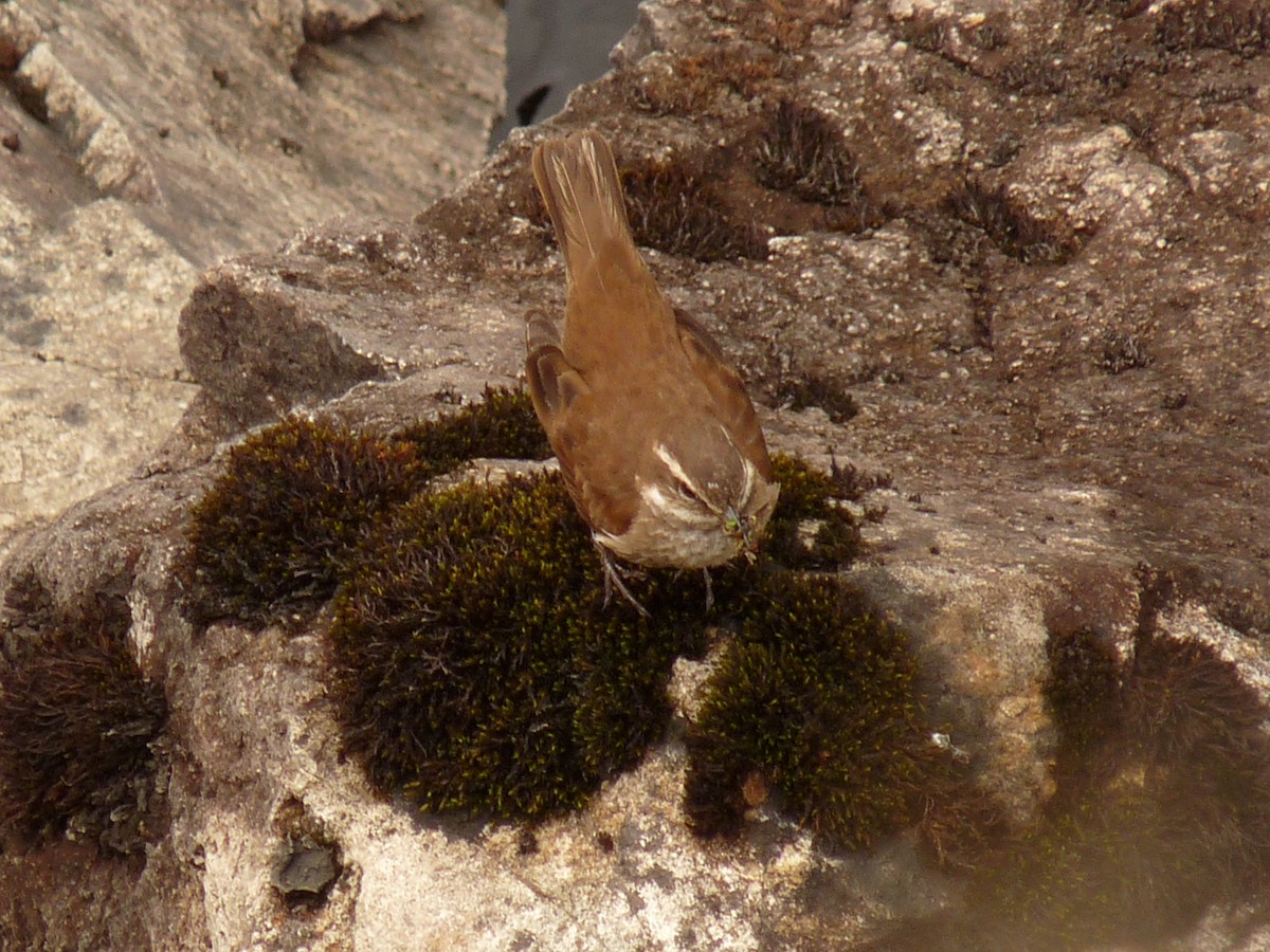 Chestnut-winged Cinclodes - ML33235101