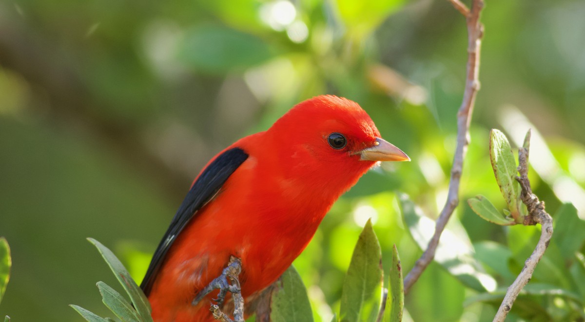 Scarlet Tanager - ML332353831