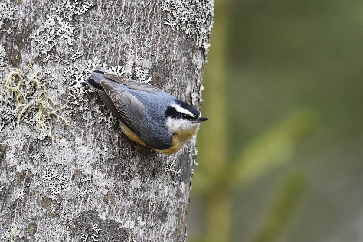 Red-breasted Nuthatch - ML332362141
