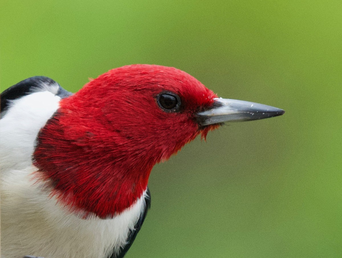 Red-headed Woodpecker - Shirley Pulgar Hughes