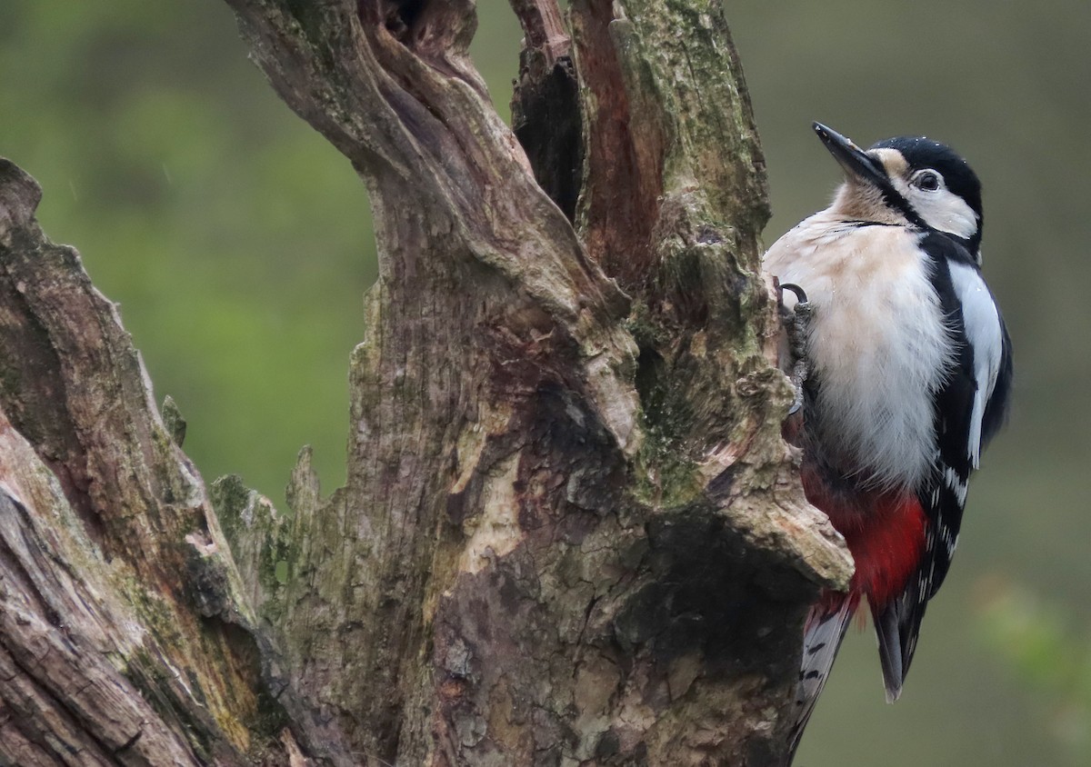Great Spotted Woodpecker - ML332365211