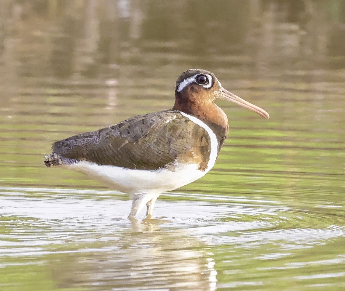 Greater Painted-Snipe - ML332365631