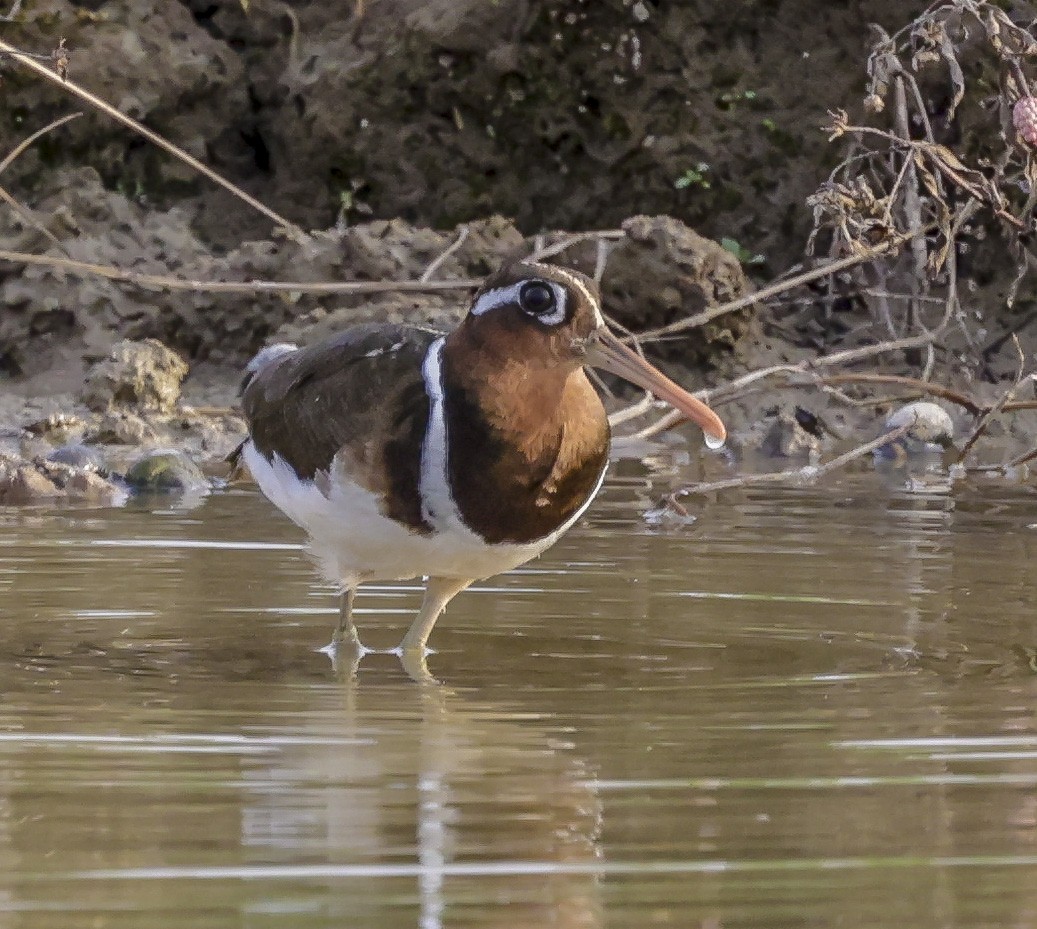 Greater Painted-Snipe - ML332365661